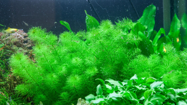 Myriophyllum 'Guyana' - Guyana Tausendblatt 1-2-Grow!